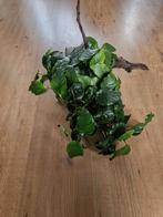 Anubias barteri op hout 2 stuks, Ophalen, Gebruikt, Plant(en), Steen of Hout