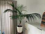 Palm, Ophalen, Overige soorten, 100 tot 150 cm