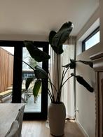 Strelitzia kamerplant 2.70, Huis en Inrichting, Kamerplanten, Ophalen, 200 cm of meer, Overige soorten, Halfschaduw