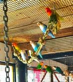 agapornis fischeri dwergpapegaai, Dieren en Toebehoren, Geslacht onbekend, Dwergpapegaai of Agapornis, Tam