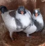 2 jonge postduiven, Meerdere dieren, Postduif