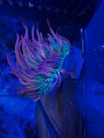 Rode tepelanemoon, Zoutwatervis