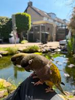 Tam Freeflight koppel rotsparkieten, Meerdere dieren, Papegaai, Pratend