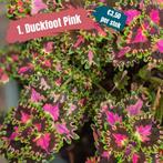 Stekjes zeldzame siernetels (coleus), mooi als kamerplant, Huis en Inrichting, Kamerplanten, Overige soorten, Minder dan 100 cm