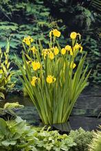 Waterplant gele lis plant voor vijver, Ophalen of Verzenden