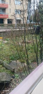 Gratis zand gezocht voor tuin of oprit, Ophalen of Verzenden, Overige soorten, Volle zon