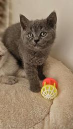 Britse korthaar kitten poesje, Dieren en Toebehoren, Katten en Kittens | Raskatten | Korthaar, Meerdere dieren, Ontwormd, 0 tot 2 jaar