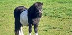 Shetlander merrie, Dieren en Toebehoren, Pony's, Merrie, Gechipt, Niet van toepassing, A pony (tot 1.17m)