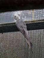 Grijs bonte valkparkiet man (2025 juni-juli), Dieren en Toebehoren, Vogels | Parkieten en Papegaaien, Mannelijk, Parkiet