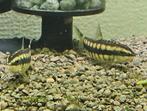 2 Botia's/ Dwarf chain loaches, Vis