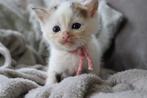 6 boerderij kittens, Dieren en Toebehoren, Katten en Kittens | Raskatten | Korthaar, Meerdere dieren, Ontwormd, 0 tot 2 jaar