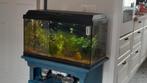 Aquarium 60x30, Ophalen, Zo goed als nieuw, Gevuld zoetwateraquarium