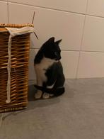 Kittens, Dieren en Toebehoren, Poes, Kortharig, 0 tot 2 jaar