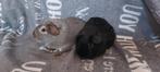 2 cavia beertjes, cali dragers, choco en agouti, Dieren en Toebehoren, Knaagdieren, Cavia, Augustus, Mannelijk, Tam