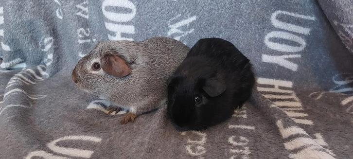 2 cavia beertjes, cali dragers, choco en agouti, Dieren en Toebehoren, Knaagdieren, Mannelijk, Cavia, Augustus, Tam