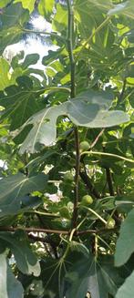 Jonge Vijgenboom, Tuin en Terras, Planten | Bomen, Bloeit niet, 250 tot 400 cm, Volle zon, In pot