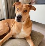 Lieve hond Max, Dieren en Toebehoren, 6 jaar of ouder, Particulier, Reu, Buitenland