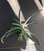 Bio Aloe Vera in de terracotta bloempot binnenpot diverse, Huis en Inrichting, Kamerplanten, Overige soorten, Ophalen of Verzenden