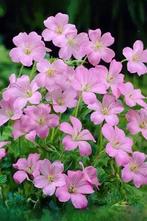 Geranium wargrave pink | planten, Zomer, Vaste plant, Ophalen of Verzenden, Overige soorten