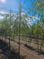 Salix sepulcralis 'chrysocoma' te koop!, Tuin en Terras, Planten | Bomen, Ophalen, Bloeit niet, 400 cm of meer, Treurboom