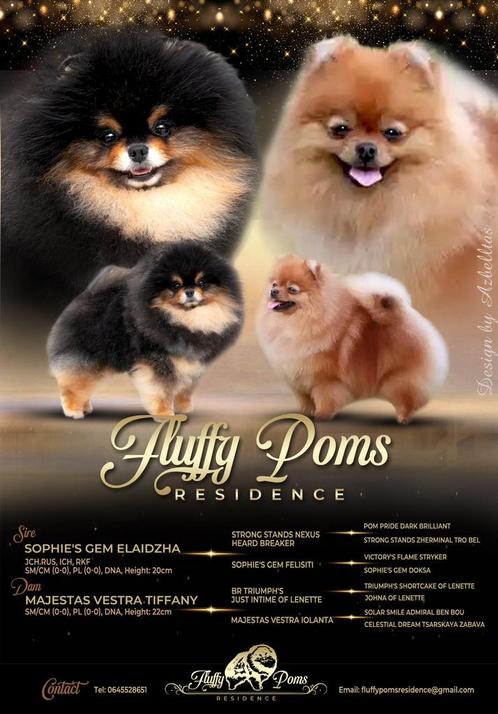 Binnenkort FCI-stamboom nestje Pomeranians!, Dieren en Toebehoren, Honden | Poolhonden, Keeshonden en Oertypen, Meerdere dieren
