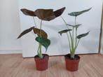 Alocasia Wentii - Olifantsoor H: 40 - 45 cm., Ophalen, Overige soorten, Halfschaduw, Minder dan 100 cm
