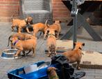 Beschikbaar Mechelse herder pup reu, Dieren en Toebehoren, Nederland, CDV (hondenziekte), 8 tot 15 weken, Meerdere