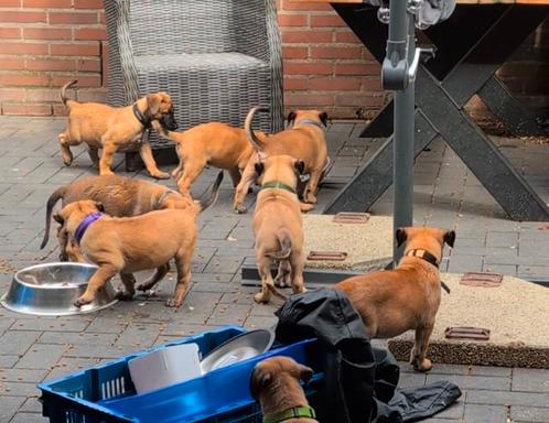 Beschikbaar Mechelse herder pup reu, Dieren en Toebehoren, Honden | Herdershonden en Veedrijvers, Meerdere dieren, Herder, Fokker | Professioneel