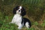 Cavalier King Charles spaniel pup, Rabiës (hondsdolheid), 15 weken tot 1 jaar, Buitenland, Meerdere