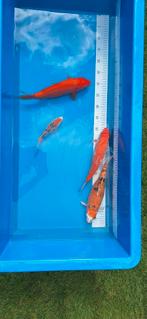 4 koi 75 euro, Dieren en Toebehoren, Vissen | Vijvervissen, Karper of Koi