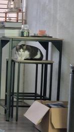 Lieve poes, Dieren en Toebehoren, Katten en Kittens | Overige Katten, Poes