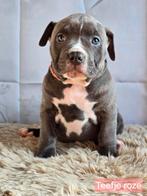 American Bully XL pups met ABKC stamboom, Parvo, Overige rassen, 8 tot 15 weken, Meerdere