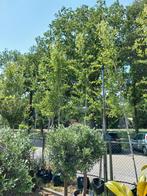 Ruwe berk, betula pendula 400-500 cm hoog, Ophalen, Volle zon, Overige soorten