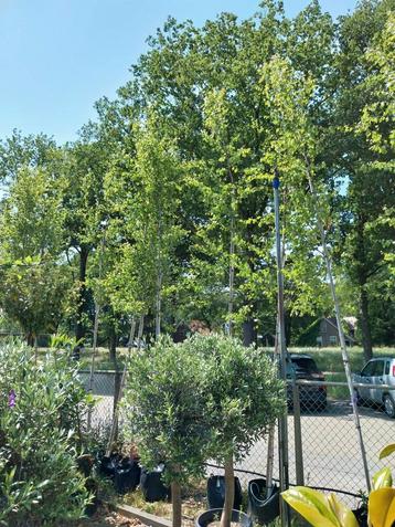 Ruwe berk, betula pendula 400-500 cm hoog beschikbaar voor biedingen