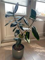 Rubberplant, Huis en Inrichting, Kamerplanten, Ophalen, Overige soorten, Minder dan 100 cm