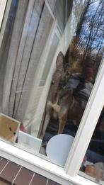 Lieve heder/ husky, Rabiës (hondsdolheid), Teef, Eén hond, 3 tot 5 jaar