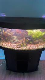 Aquarium en toe behoren, Dieren en Toebehoren, Vissen | Aquaria en Toebehoren, Ophalen, Nieuw, Gevuld zoetwateraquarium