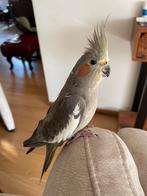 Vrouwelijke valkparkiet- koekje, Dieren en Toebehoren, Vogels | Parkieten en Papegaaien, Vrouwelijk, Parkiet, Tam