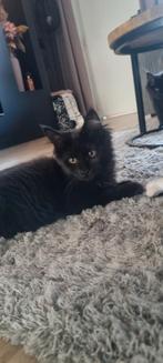 Maine coon kittens, Meerdere dieren