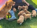 Nova scotia duck tolling retriever, Dieren en Toebehoren, Nederland, Overige rassen, 8 tot 15 weken, CDV (hondenziekte)