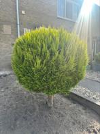 Mini boom, Tuin en Terras, Planten | Bomen, Bloeit niet, Halfschaduw, 100 tot 250 cm, Ophalen