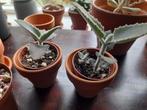 Kalanchoe beharensis, Huis en Inrichting, Kamerplanten, Ophalen of Verzenden, Halfschaduw, Minder dan 100 cm