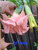 brugmansia bf lieke, Tuin en Terras, Planten | Tuinplanten, Ophalen, Zomer, Overige soorten, Volle zon