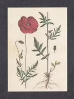 Plant Klaproos Papaver Rhoeas., Verzamelen, Ansichtkaarten | Themakaarten, Ophalen of Verzenden, 1980 tot heden, Ongelopen, Natuur