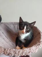 Poesje te koop, Dieren en Toebehoren, Katten en Kittens | Overige Katten, Poes