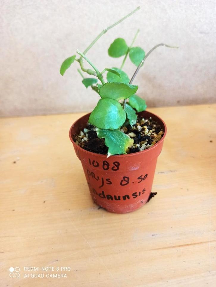 Hoya Endaunsis potmaat 6.5 nummer H1088, Huis en Inrichting, Kamerplanten, Minder dan 100 cm, Halfschaduw, Ophalen of Verzenden