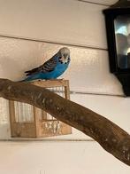 Engelse parkieten koppel broedrijp, Meerdere dieren, Tropenvogel