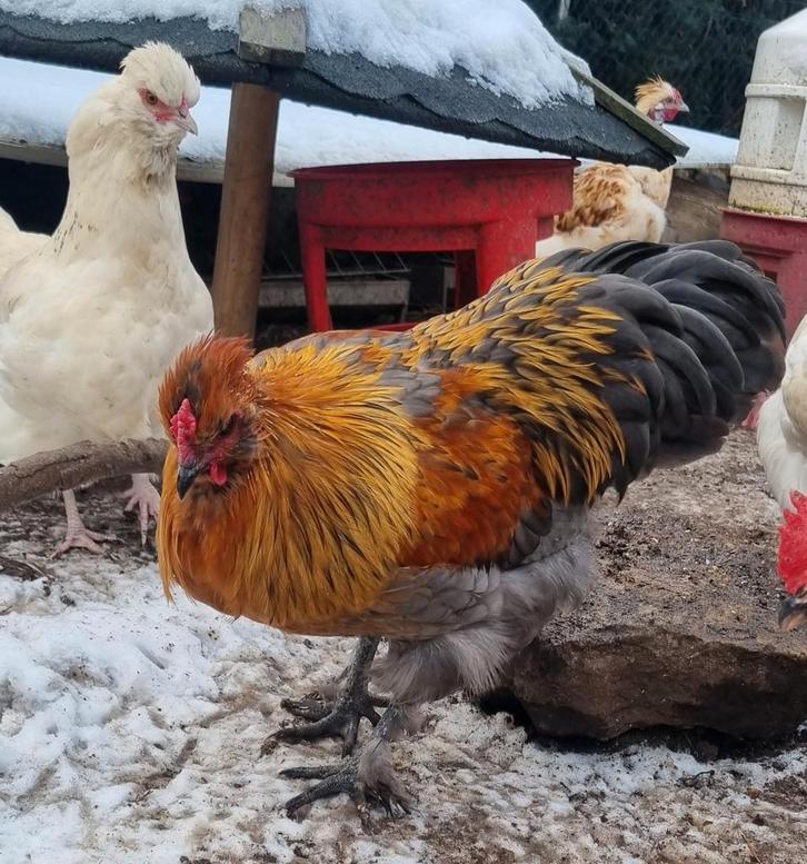 Spike zoekt nieuw huisje, Dieren en Toebehoren, Pluimvee, Kip, Mannelijk