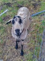 Maasduinen dekram, Dieren en Toebehoren, Schapen, Geiten en Varkens, Mannelijk, Schaap, 0 tot 2 jaar