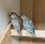14 jonge Agapornis dwergpapegaai roseicollie om tam te maken, Geslacht onbekend, Dwergpapegaai of Agapornis, Tam